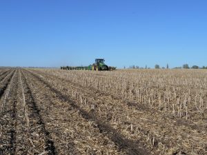 Посів зернових після кукурудзи за технології No-till