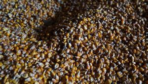 Ціни на українську кукурудзу зростають, а пропозиція залишається обмеженою