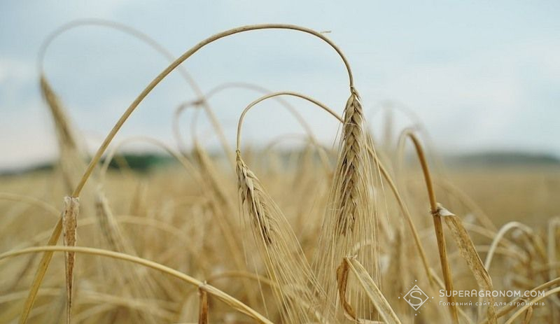 Ячмінь Ячмінь