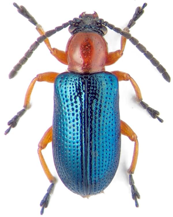 П’явиця червоногруда (звичайна) (Пьявица красногрудая)