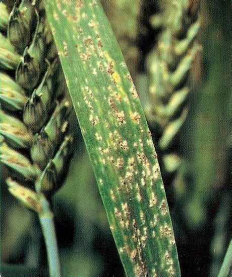 Борошниста роса (пшениця, жито, ячмінь, овес) (Мучнистая роса)